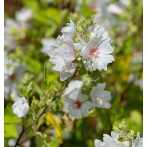 Nahaufnahme der Buschmalve Baby Barnsley (Lavatera olbia) mit weißen Blüten und grünen Blättern.