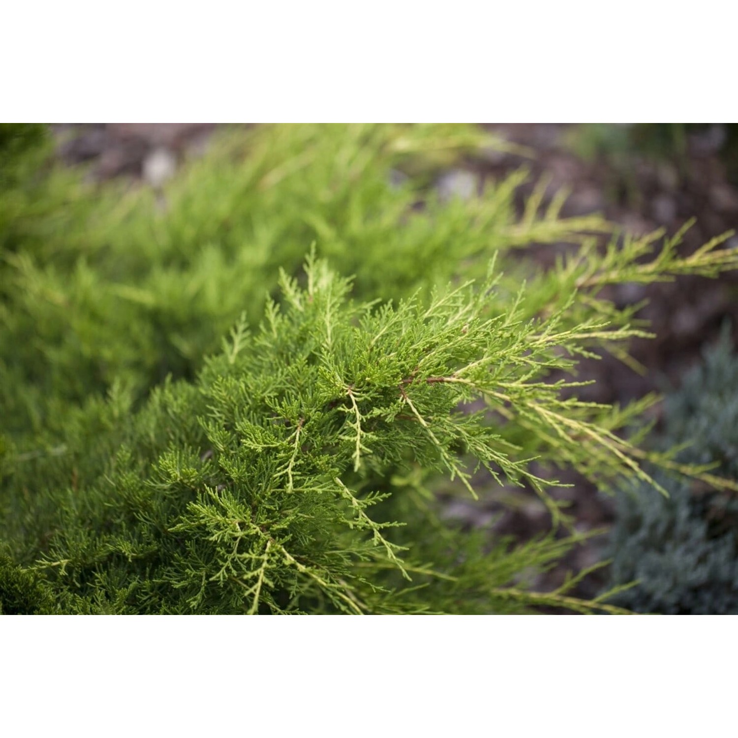 Juniperus Media Gold Coast Wacholder Goldgelb 50–60 cm günstig online kaufen