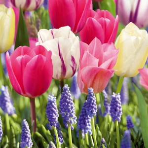 Mehrfarbige Blumenzwiebeln der GROW by OBI Romantik-Kollektion (25 Stück) mit Tulpen und Traubenhyazinthen.