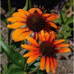 Orangefarbener Sonnenhut (Echinacea purpurea) der Sorte Tiki Torch im Garten.