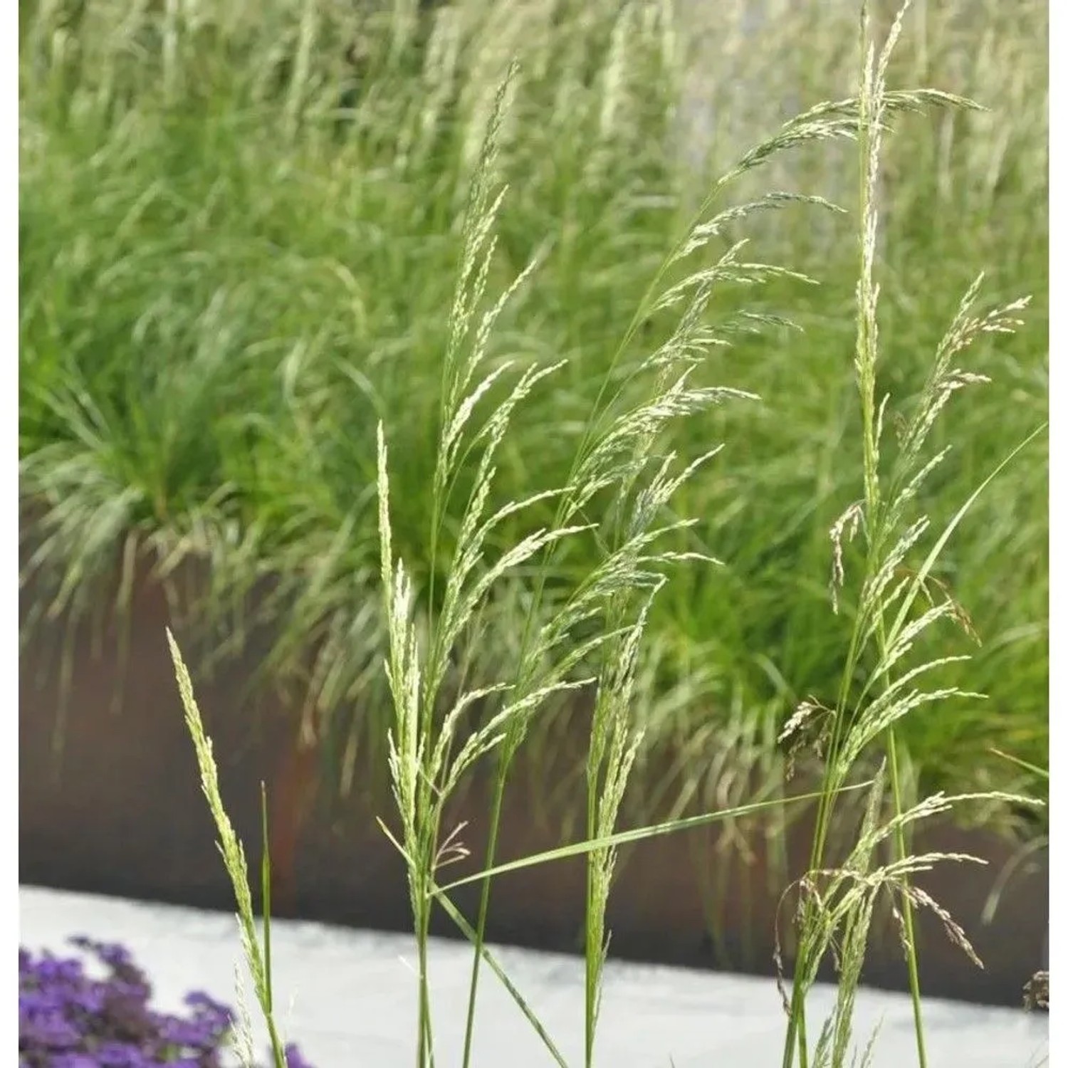 Waldschmiele Schottland - Deschampsia cespitosa