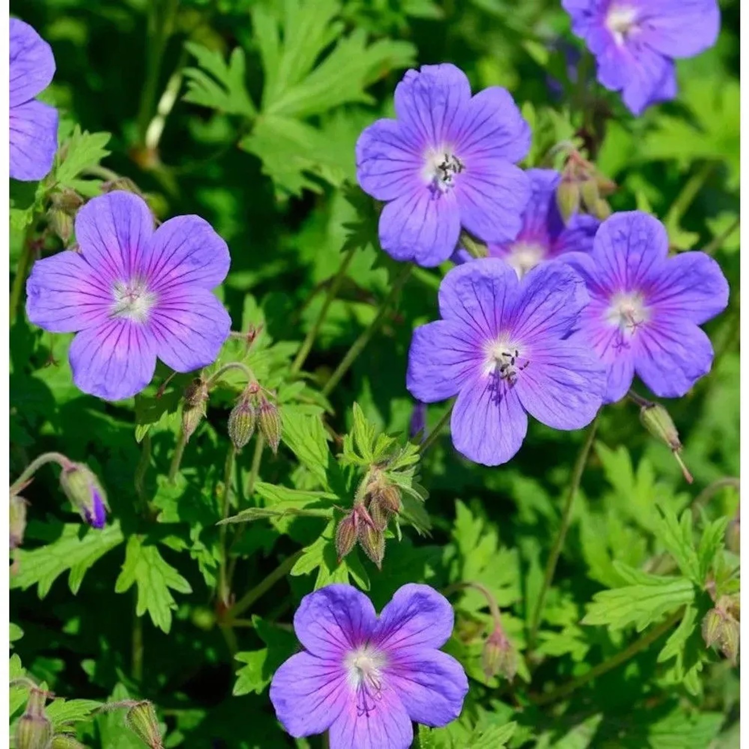Himalayastorchschnabel 'Gravetye': Blaue Blüten und grüne Blätter der winterharten Staude.