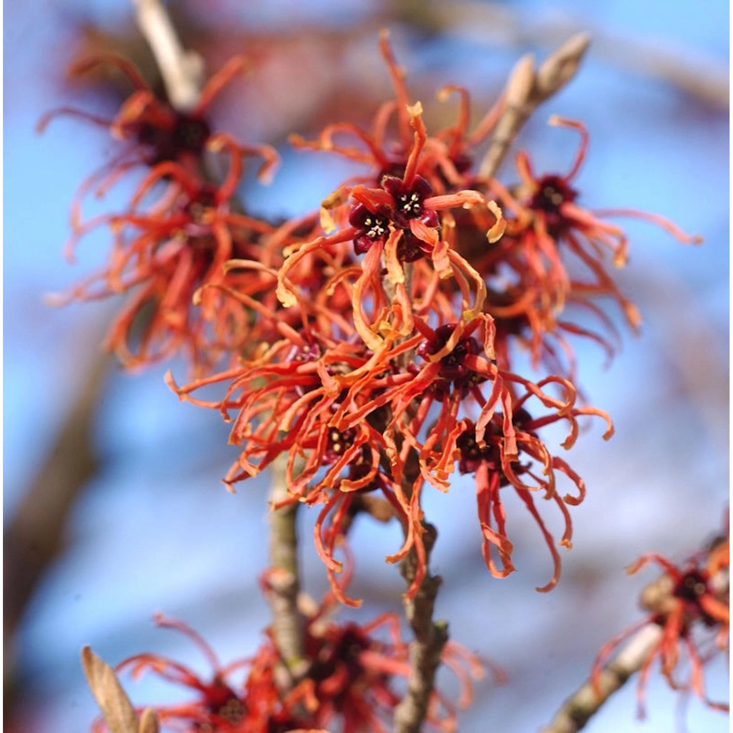 Orange Zaubernuß Jelena 60-80cm - Hamamelis intermedia günstig online kaufen