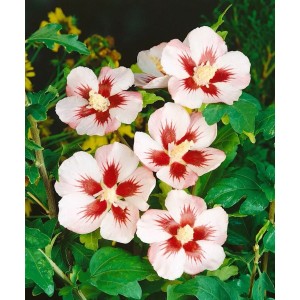Nahaufnahme des Hibiscus Syriacus 'Mathilda' mit rosa-roten Blüten und grünen Blättern.