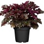 Purpurglöckchen 'Dunkelrot' im Topf, ca. 13 cm Ø. Dekorative, wintergrüne Staude für Beet und Kübel.