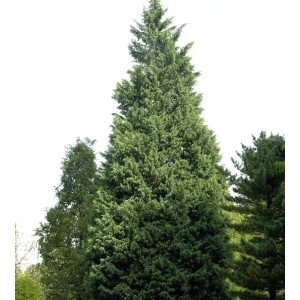 Leyland-Zypresse Pyramidalis, 40-60cm, immergrüner Strauch für Hecken und Sichtschutz.
