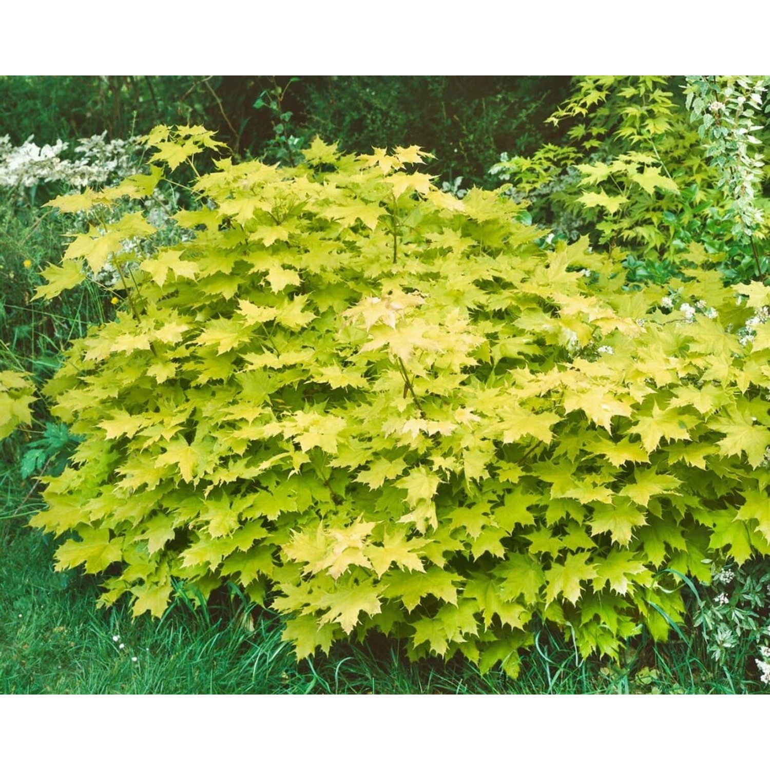 Acer Platanoides Golden Globe Kugelahorn Gelb 150 cm Stammhöhe günstig online kaufen