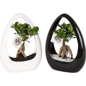 Ficus Ginseng Zimmerbonsai in weißem und schwarzem Keramik-Gefäß, Topf ca. 23cm.