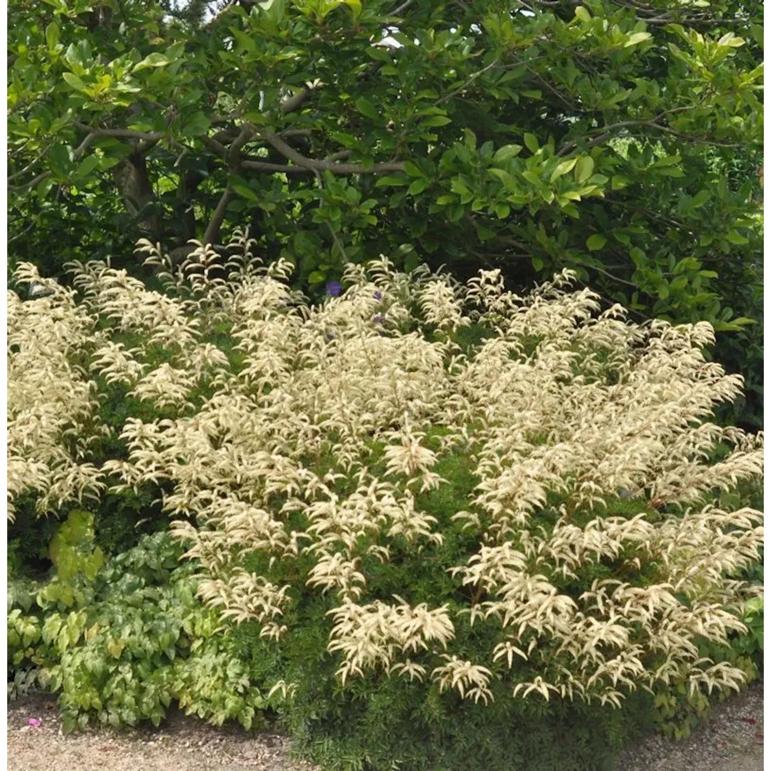 Zwerg Geißbart Woldemar Meier - Aruncus aethusifolius