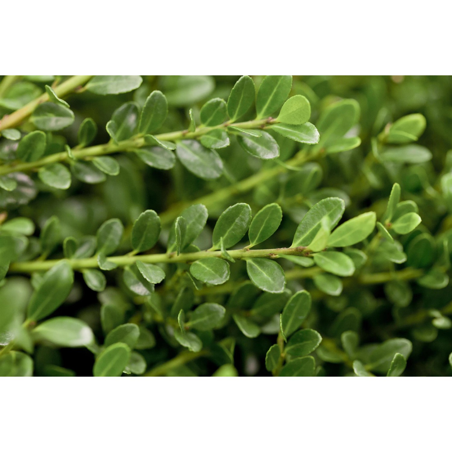 thuja occidentalis hecke Thuja Smaragd kaufen – schmale Hecke main image 1