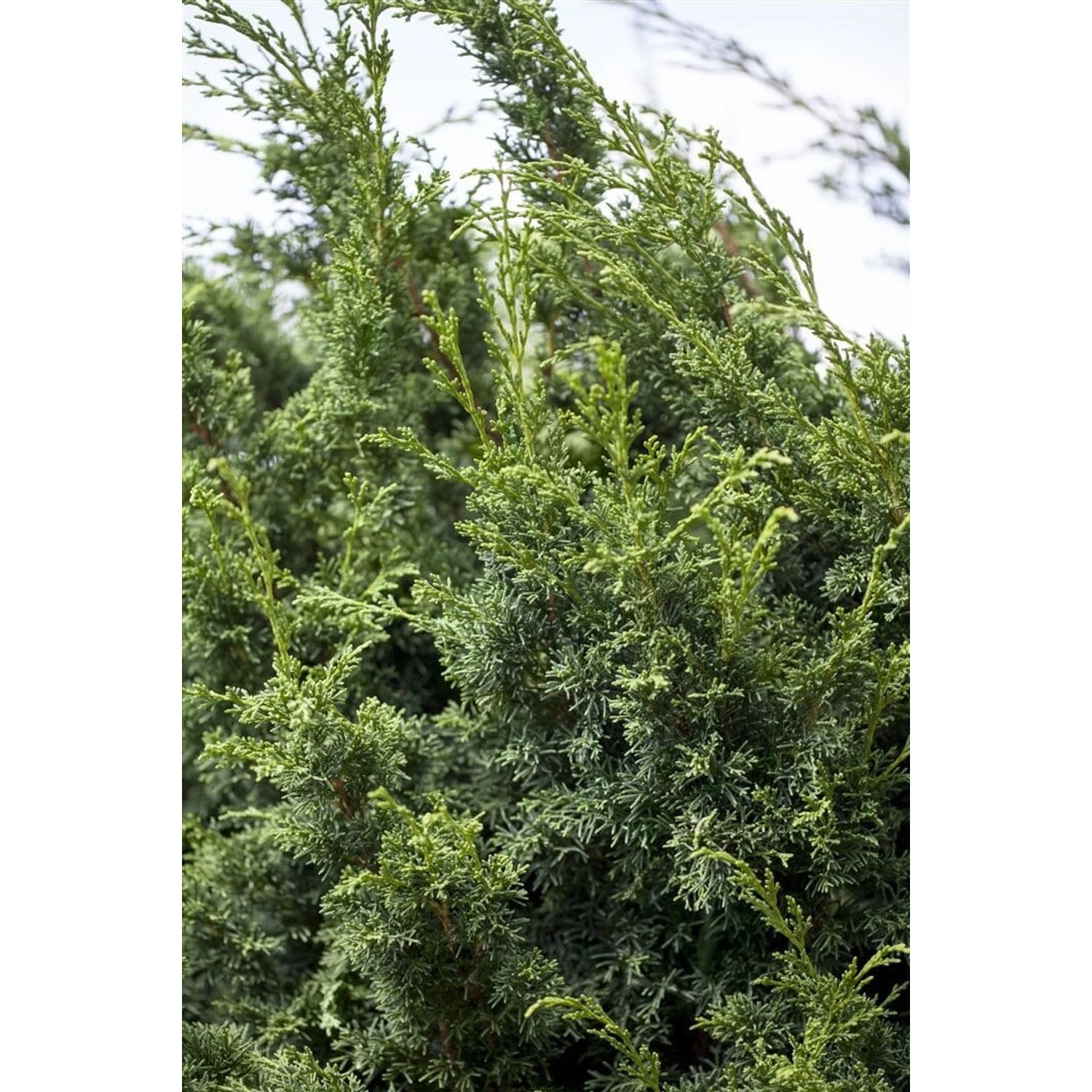Juniperus chinensis 'Keteleeri' 60-80 cm günstig online kaufen