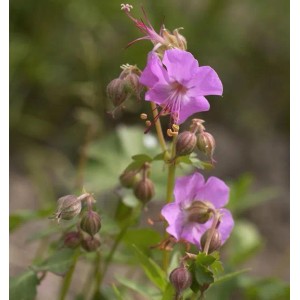 Nahaufnahme einer blühenden Storchenschnabel Berggarten Staude mit rosa Blüten.