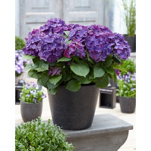 GROW by OBI Hortensie Deep Purple Dance im Topf, violette Bauernhortensie mit grünen Blättern.