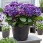 GROW by OBI Hortensie Deep Purple Dance im Topf, violette Bauernhortensie mit grünen Blättern.