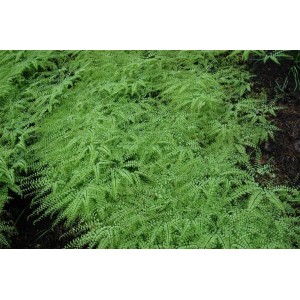 Nahaufnahme des grünen Pfauenradfarns (Adiantum Pedatum) im 9x9 cm Topf.
