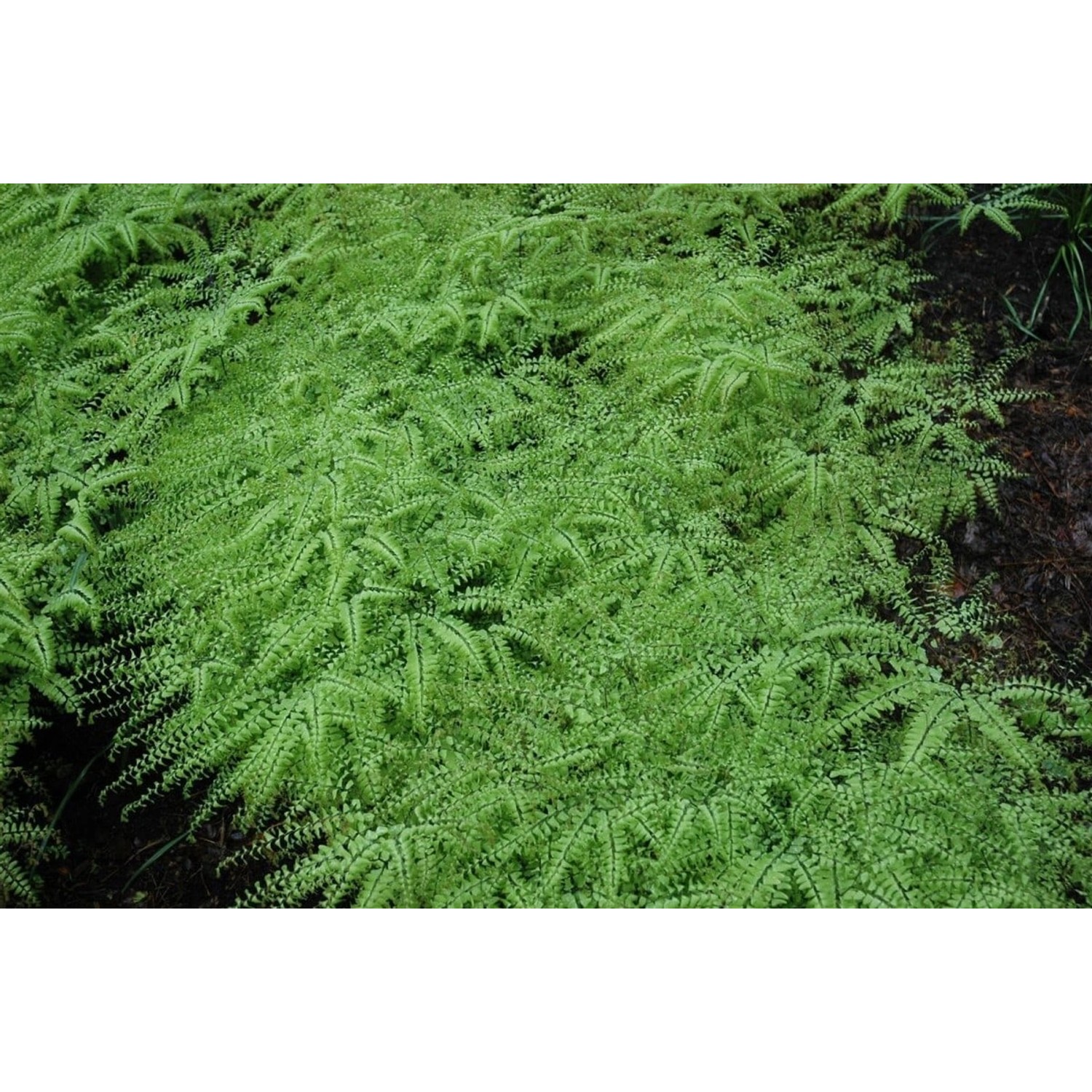 Nahaufnahme des grünen Pfauenradfarns (Adiantum Pedatum) im 9x9 cm Topf.