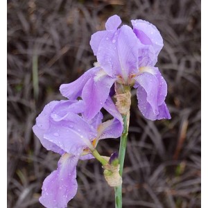 Nahaufnahme der lila Dalmatischen Schwertlilie (Iris pallida) mit Wassertropfen.