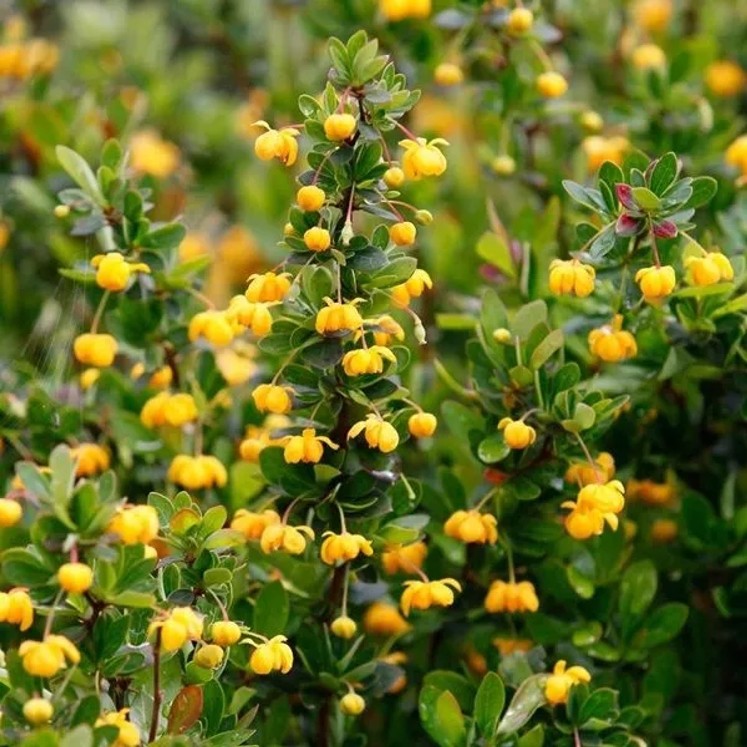 Berberitze 'Nana' Berberis buxifolia 20 bis 25 cm im Container Kompakt