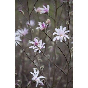 Rosa-weiße Tulpen-Magnolie (Magnolia Soulangiana) mit zarten Blüten.