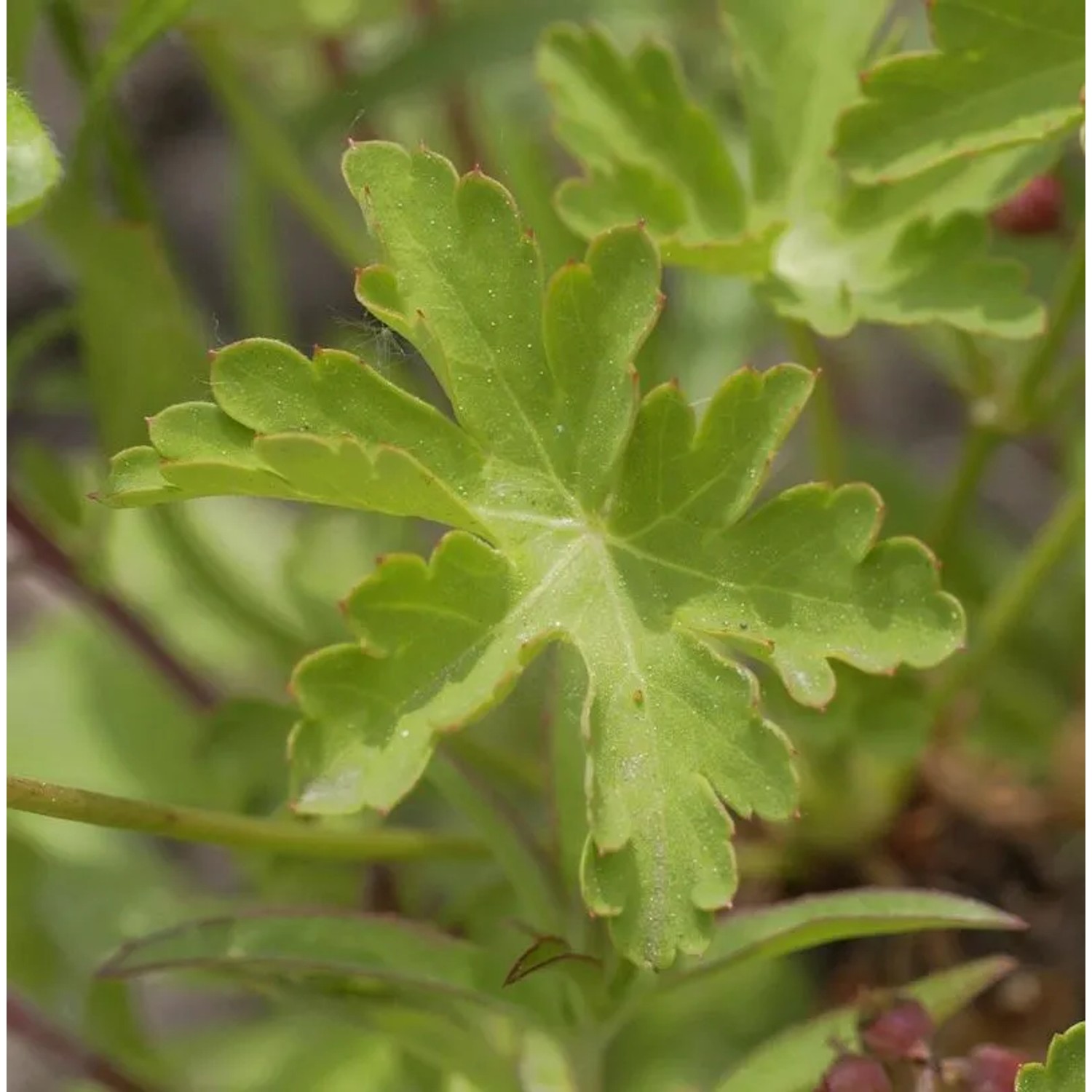 Storchenschnabel Silvias Surprise - Geranium wallichianum günstig online kaufen