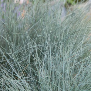 Detailaufnahme des Blauschwingelgras 'Elijah Blue', ein dekoratives Ziergras mit bläulichen Halmen.