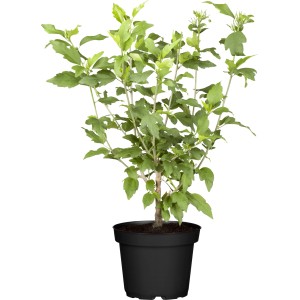 Roseneibisch (Hibiscus syriacus) im Topf, ca. 50-60 cm hoch.