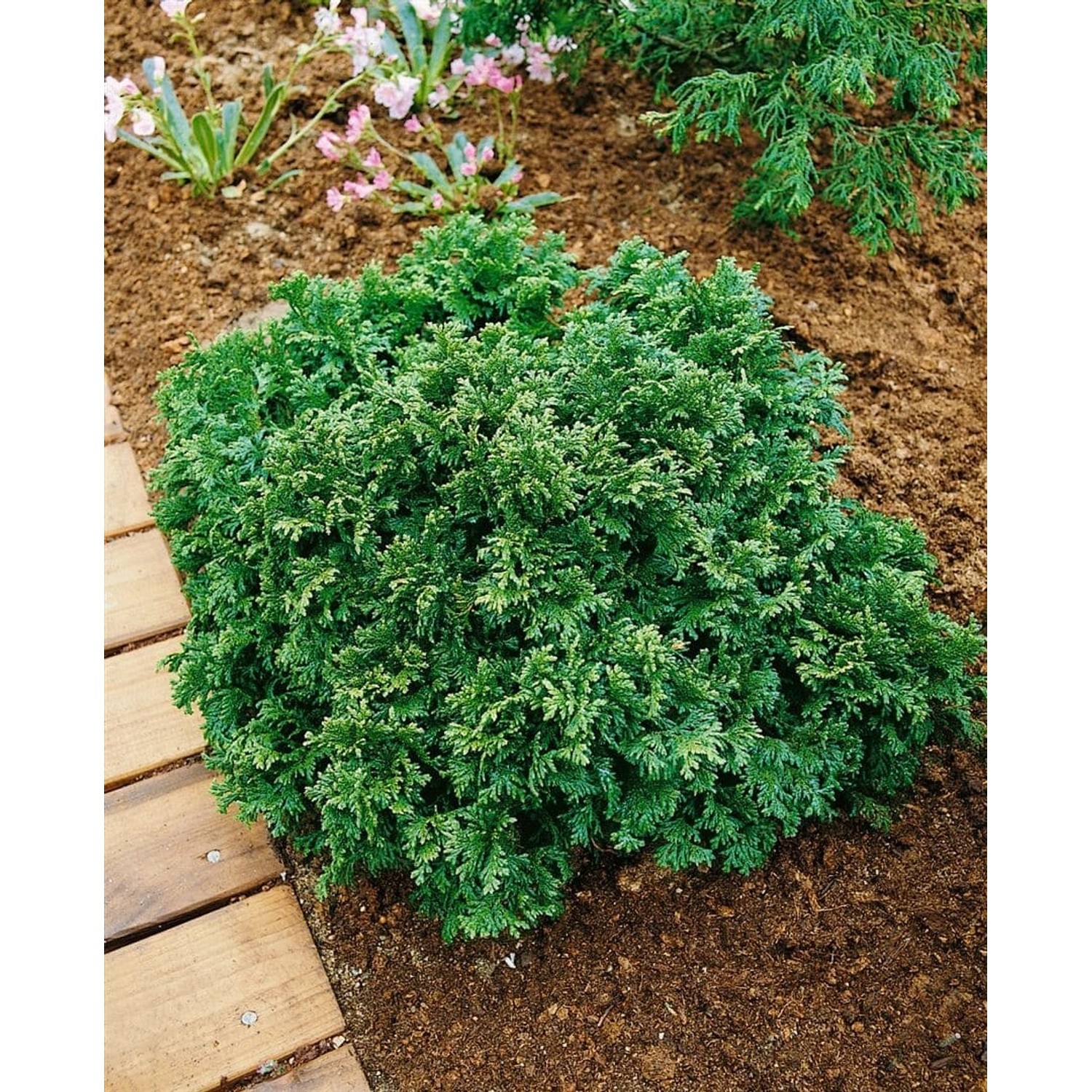 Chamaecyparis Pisifera Plumosa Nana Zwerg-Scheinzypresse 100–125 cm günstig online kaufen