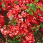 Leuchtend rote Zierquitte Hollandia (80-100cm) in voller Blüte. Strauch mit grünen Blättern.