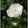 Bodendeckerrose Sea Foam 20-30cm