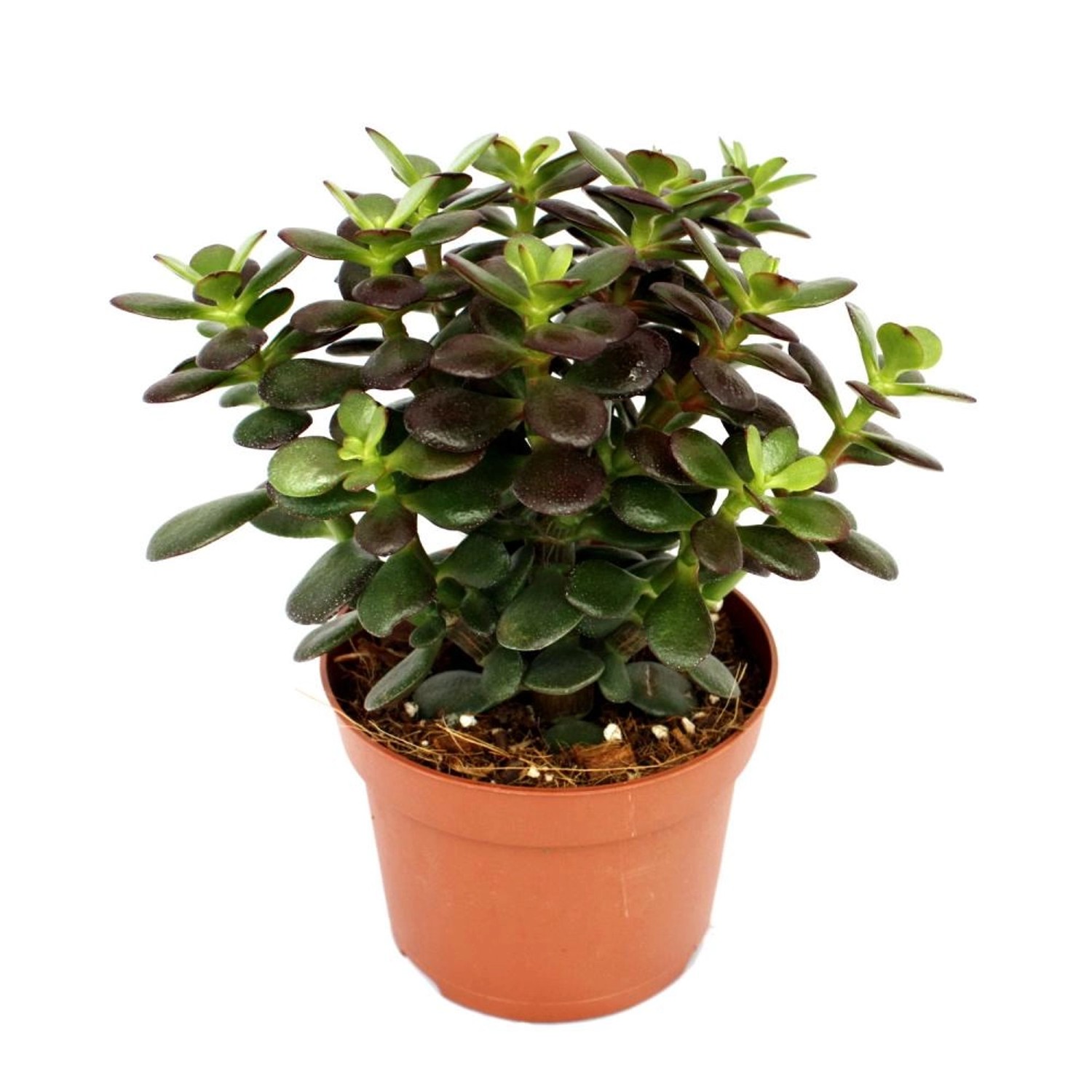 Exotenherz Crassula Portulacea Minor Pfennigbaum Große Pflanze im 12cm