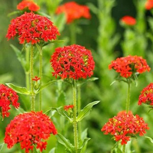 6 x Brennende Liebe Lychnis chalcedonica Topf 9cm Rote Blüten