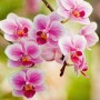 Nahaufnahme von rosa-weißen Orchideenblüten, ideal für Floragard Orchideenerde.