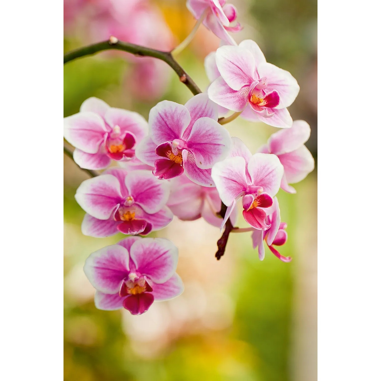 Nahaufnahme von rosa-weißen Orchideenblüten, ideal für Floragard Orchideenerde.