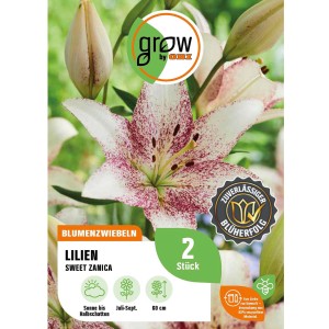 GROW by OBI Lilie Asiatisch Sweet Zanica, weiße Blüte mit roten Sprenkeln.