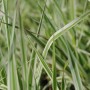 Detailaufnahme von grün-weiß gestreiftem Rohrglanzgras (Phalaris arundinacea) im 9x9 cm Topf.