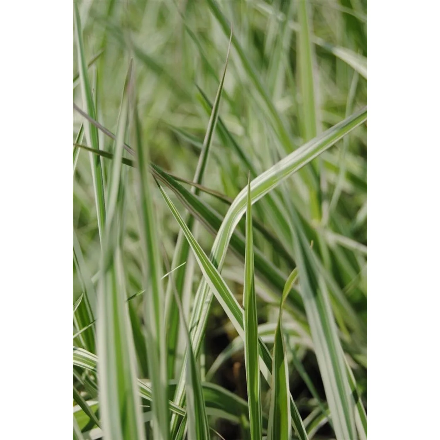 Detailaufnahme von grün-weiß gestreiftem Rohrglanzgras (Phalaris arundinacea) im 9x9 cm Topf.