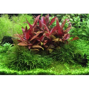 Dennerle Aquariumpflanze Taxiphyllum Taiwan In-Vitro, Moos mit roten Blättern im Aquarium.