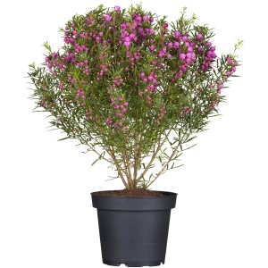 Duftglöckchen Busch Rosa im Topf, ca. 10-20 cm hoch. Sommerpflanze mit duftenden, rosafarbenen Blüten.