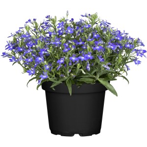 Männertreu im Topf, blaue Lobelien mit grünen Blättern in schwarzem Topf.