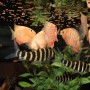 Aquarium mit Fischen und JBL Pronovo Insect Sticks Fischfutter an der Wasseroberfläche.