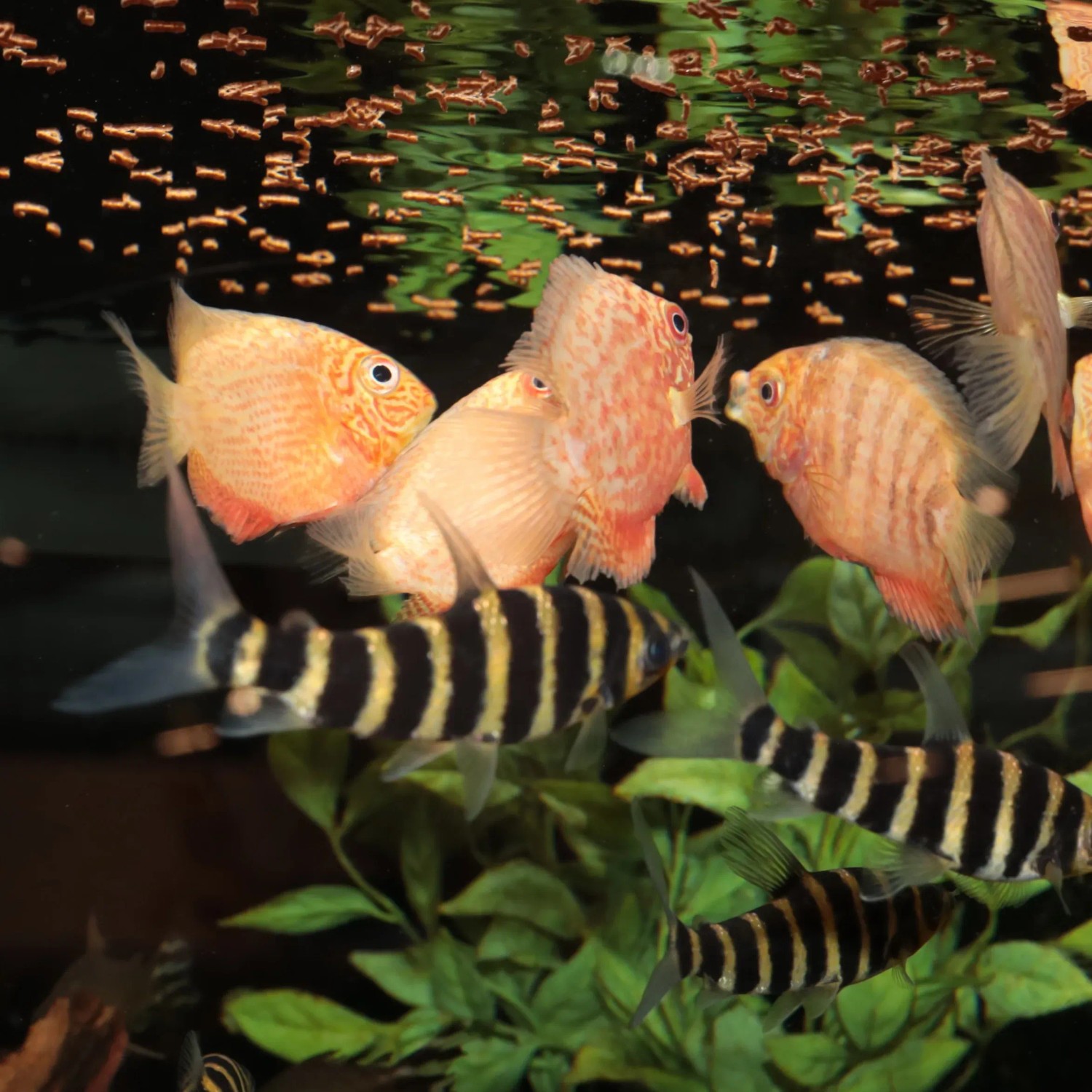 Aquarium mit Fischen und JBL Pronovo Insect Sticks Fischfutter an der Wasseroberfläche.