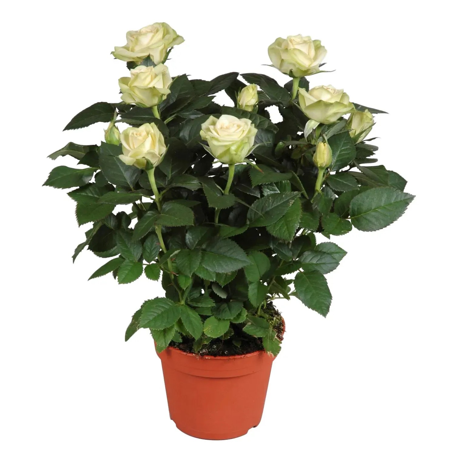 GROW by OBI Weie Rose  ca. 13 cm Rosa kaufen bei OBI