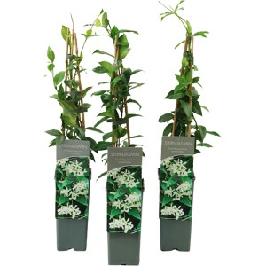 Chinesischer Sternjasmin im Topf, ca. 40-60 cm hoch, ideal zum Beranken von Spalieren und Zäunen.