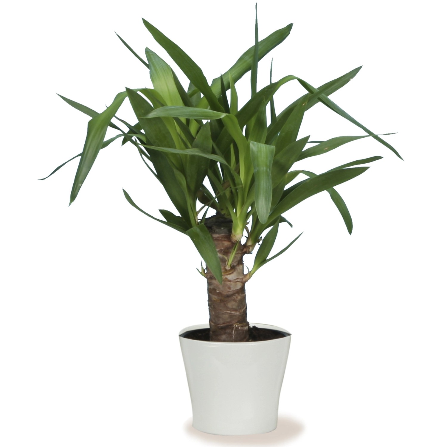 Scheurich Übertopf 808 Panna, Ø 21 cm, weiße Keramik für Zimmerpflanzen.