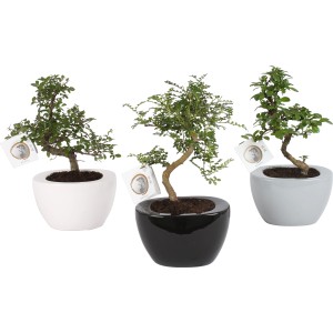 Bonsai-Arrangement in weißem, schwarzem und grauem Keramiktopf, Topf-Ø ca. 12 cm.