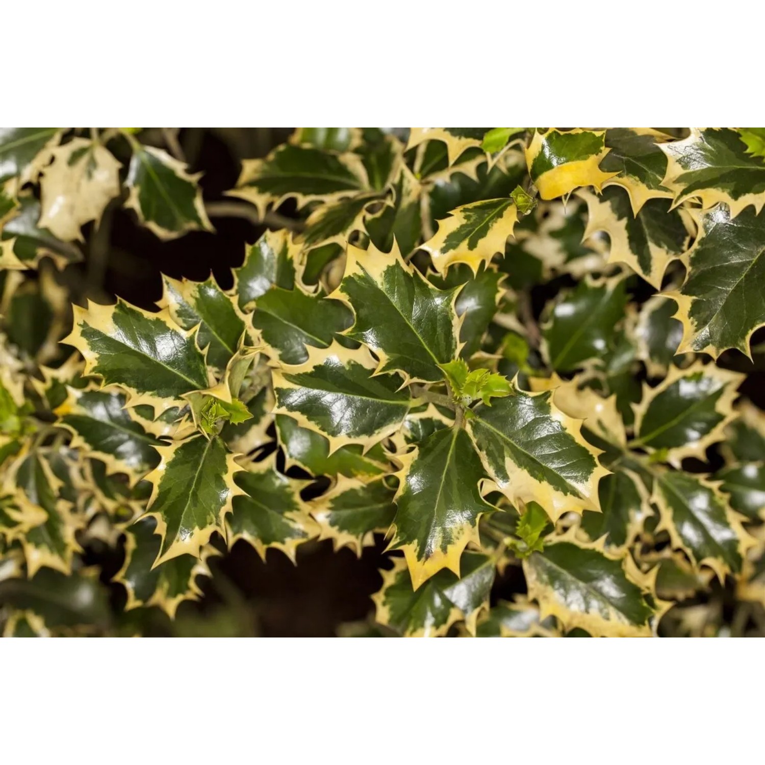 Buntlaubige Stechpalme Ilex Aquifolium Rubricaulis Aurea mit grün-gelben Blättern.