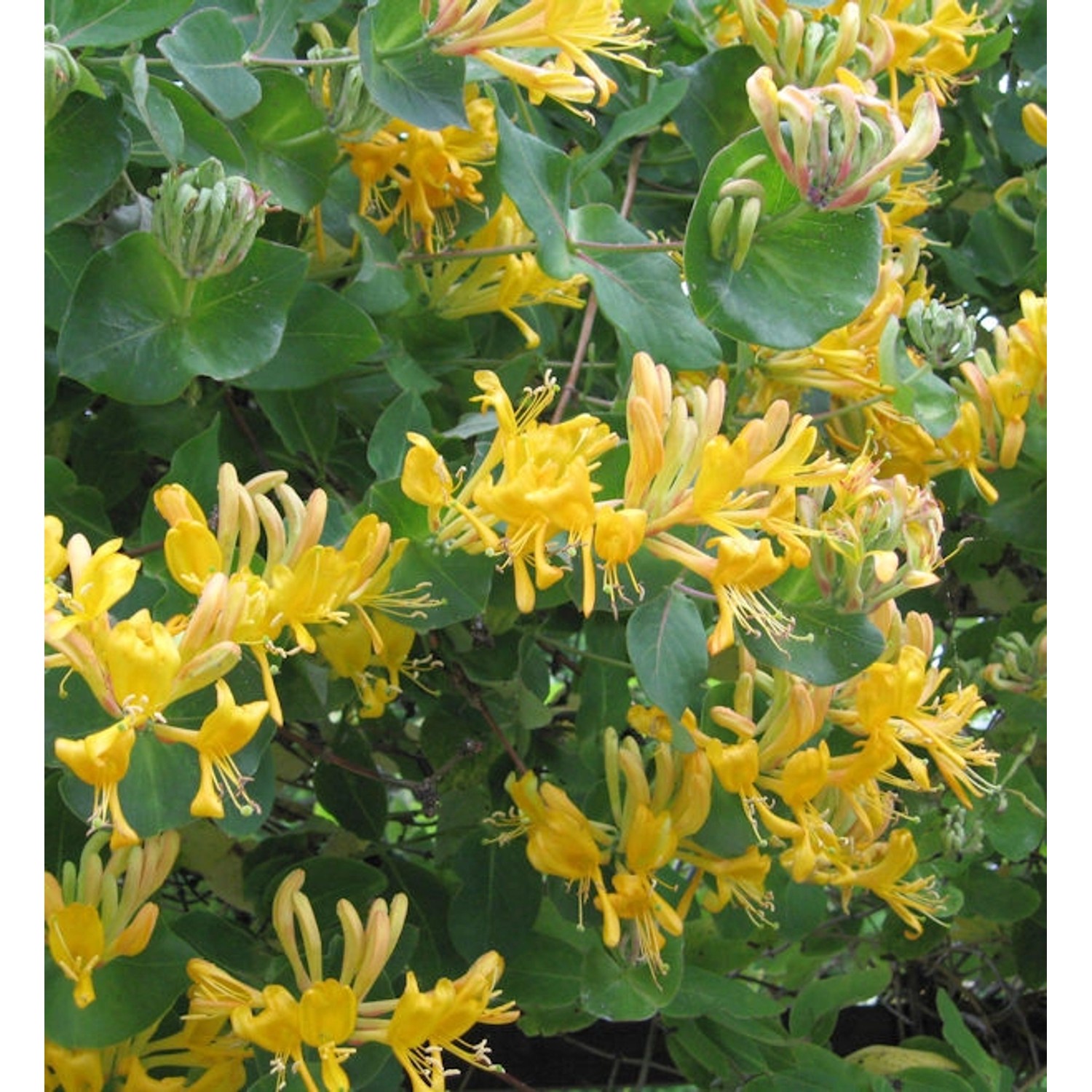 Gold Geißschlinge 80-100cm - Lonicera tellmanniana günstig online kaufen