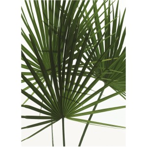 Komar Wandbild Palmtree Leaves, 30x40 cm, zeigt grüne Palmblätter vor hellem Hintergrund.
