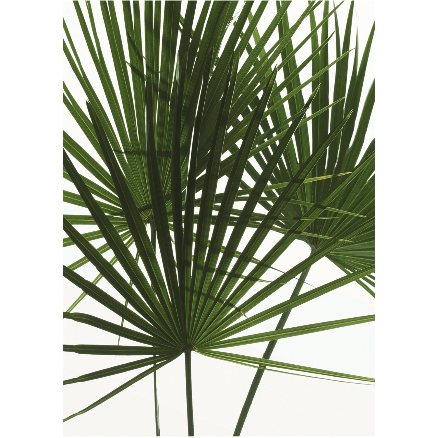 Komar Wandbild Palmtree Leaves 30 x 40 cm