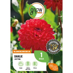Leuchtend rote Dahlie "Justyna" von GROW by OBI, ca. 90cm hoch. Elegante Blumenzwiebel für Beet und Kübel.